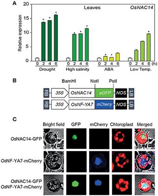 Overexpression of OsNAC14 Improves Drought Tolerance in Rice